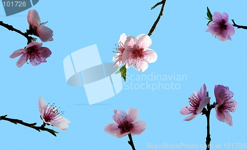 Image of Peach blossom