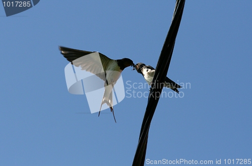 Image of Barn Swallow Feeding