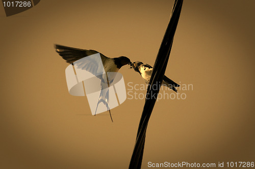 Image of Barn Swallow Feeding