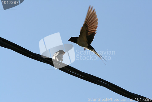 Image of Barn Swallows