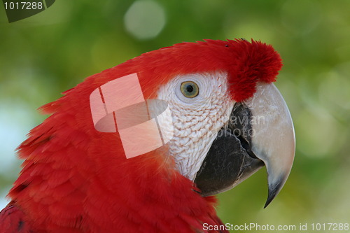 Image of Scarlet Macaw