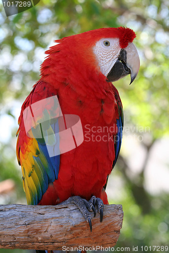 Image of Scarlet Macaw