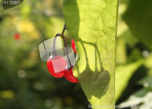 Image of Bittersweet Nightshade