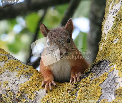 Image of Squirrel