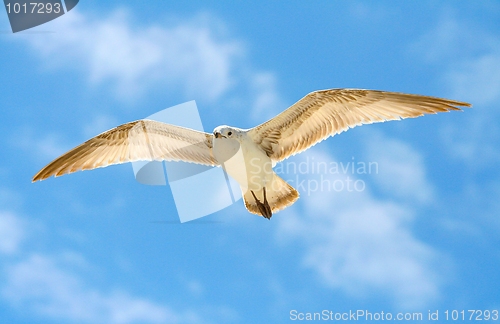 Image of Ring-Billed Gull
