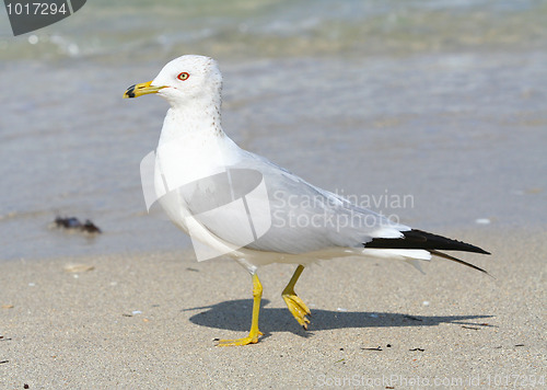 Image of Ring-Billed Gull