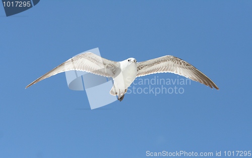 Image of Ring-Billed Gull