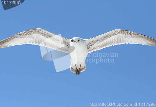 Image of Ring-Billed Gull