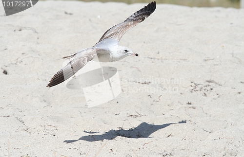 Image of Ring-Billed Gull