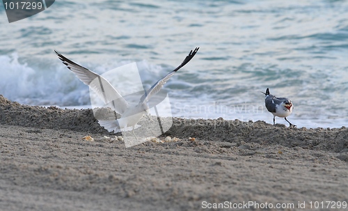 Image of Feeding Place