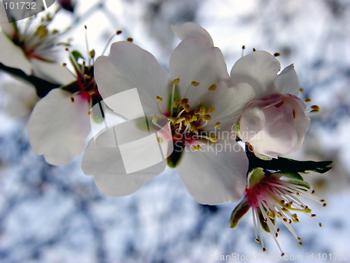 Image of Apple Blossom