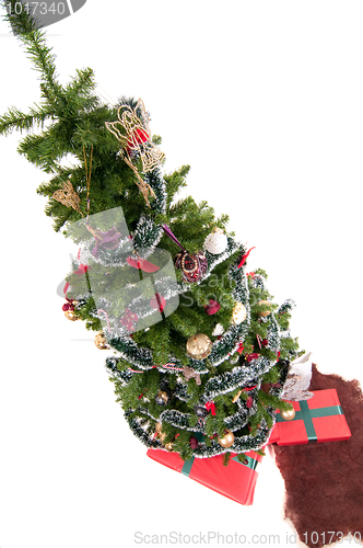 Image of Christmas tree