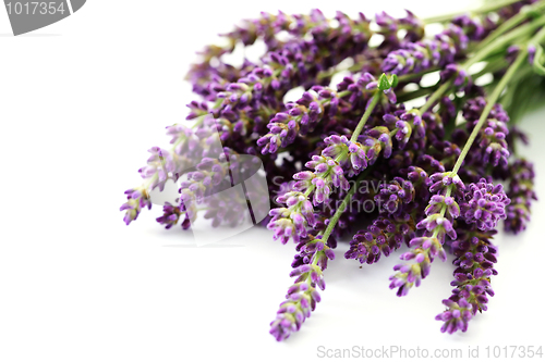 Image of lavender flowers