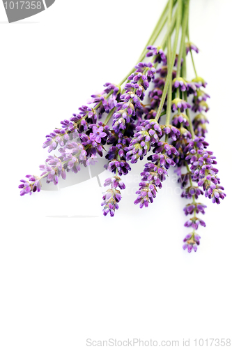 Image of lavender flowers