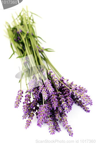 Image of lavender flowers