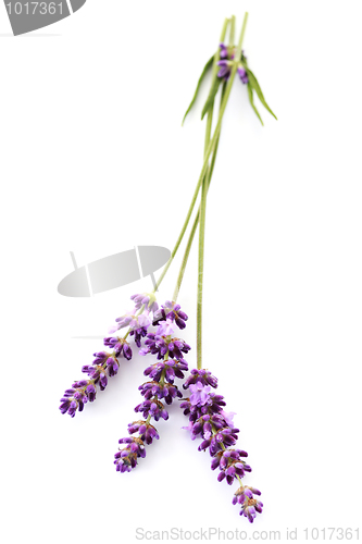 Image of lavender flowers