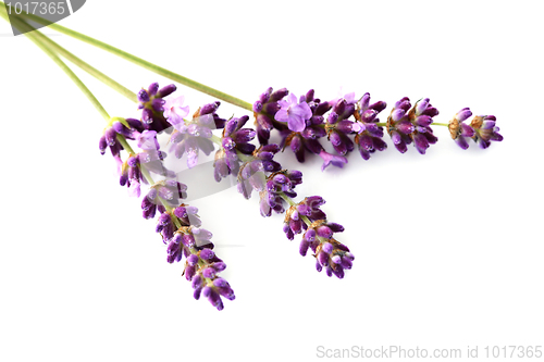 Image of lavender flowers