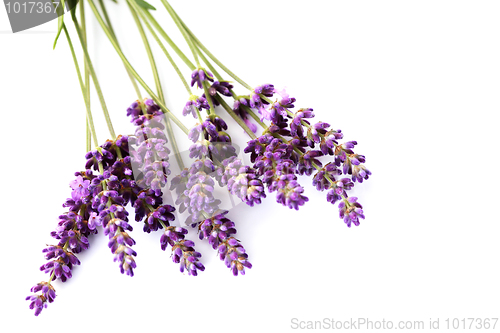 Image of lavender flowers