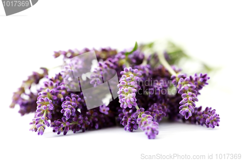 Image of lavender flowers