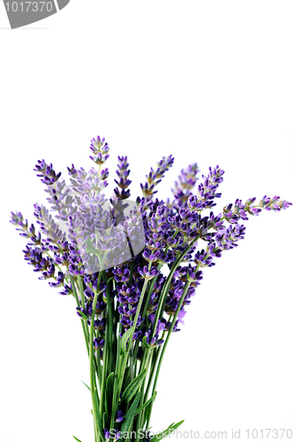 Image of lavender flowers