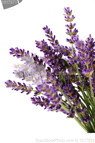 Image of lavender flowers