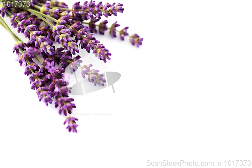 Image of lavender flowers