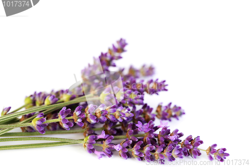 Image of lavender flowers