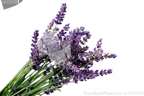 Image of lavender flowers
