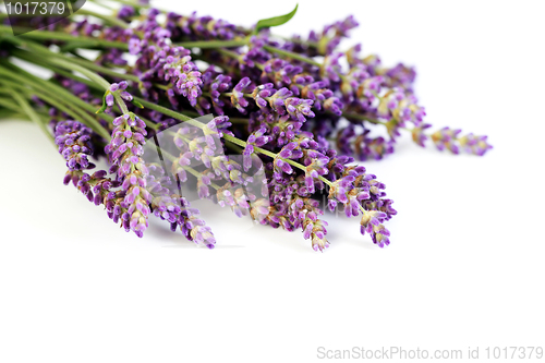 Image of lavender flowers