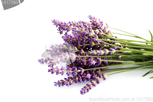 Image of lavender flowers