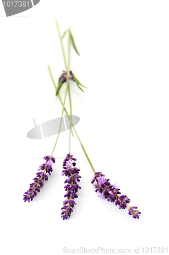 Image of lavender flowers