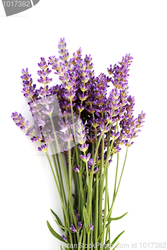 Image of lavender flowers