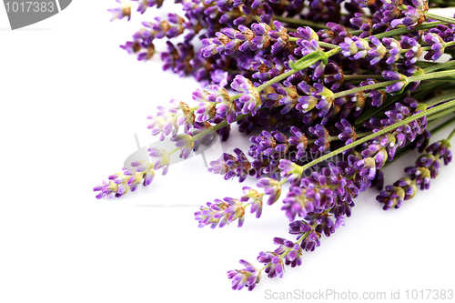 Image of lavender flowers