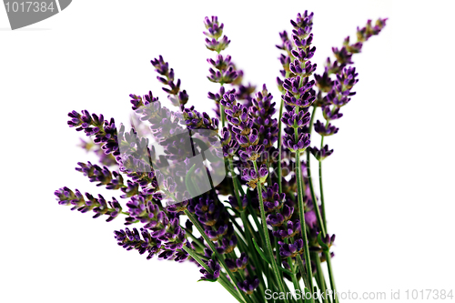 Image of lavender flowers