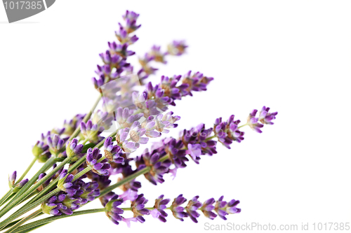 Image of lavender flowers