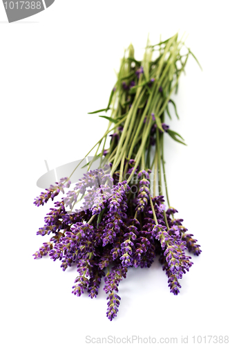 Image of lavender flowers