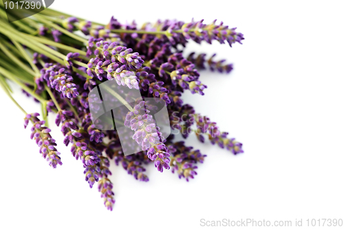 Image of lavender flowers