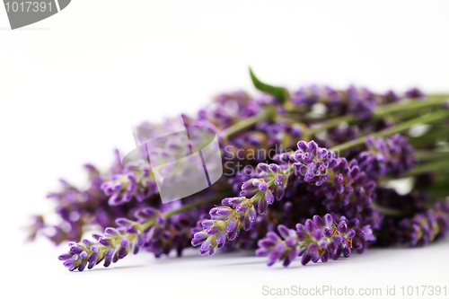 Image of lavender flowers