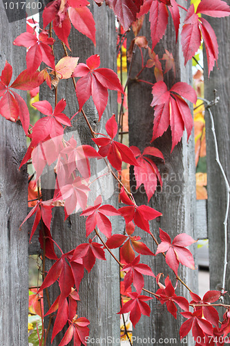 Image of autumn leaves