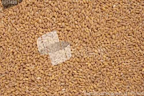 Image of Barley