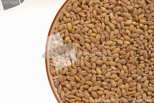 Image of Barley