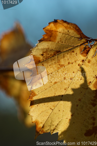 Image of Autumn colours