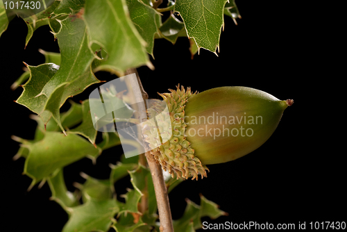 Image of Kermes oak