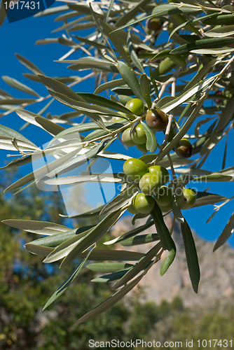 Image of Olive tree branch