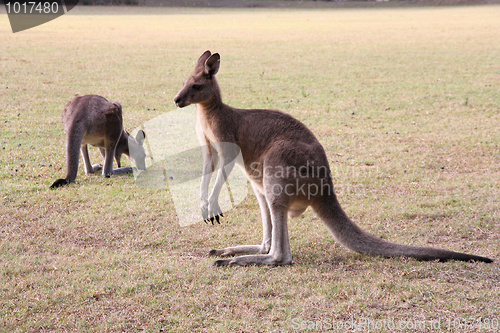 Image of Kangaroos