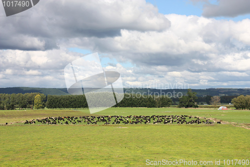 Image of Cows in New Zealand