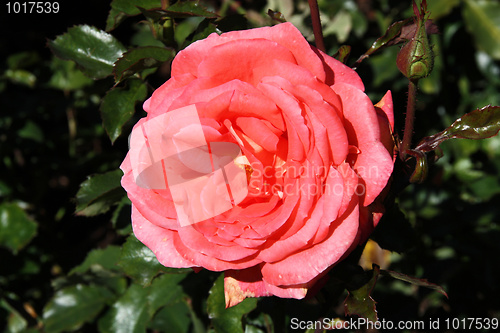 Image of Tearose hybrid cultivar