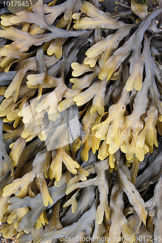 Image of Kelp