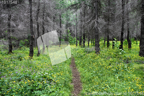 Image of Forest path