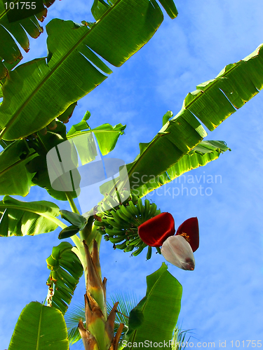 Image of Banana palm tree